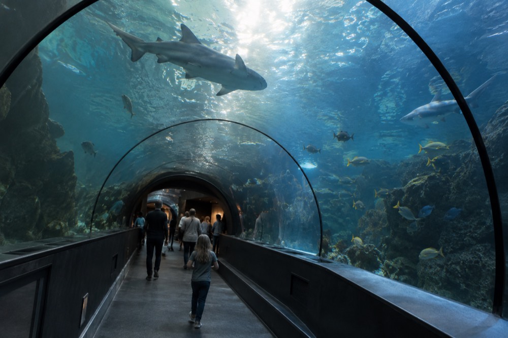 A large indoor aquarium tunnel with sharks and tropical fish swimming overhead while visitors watch