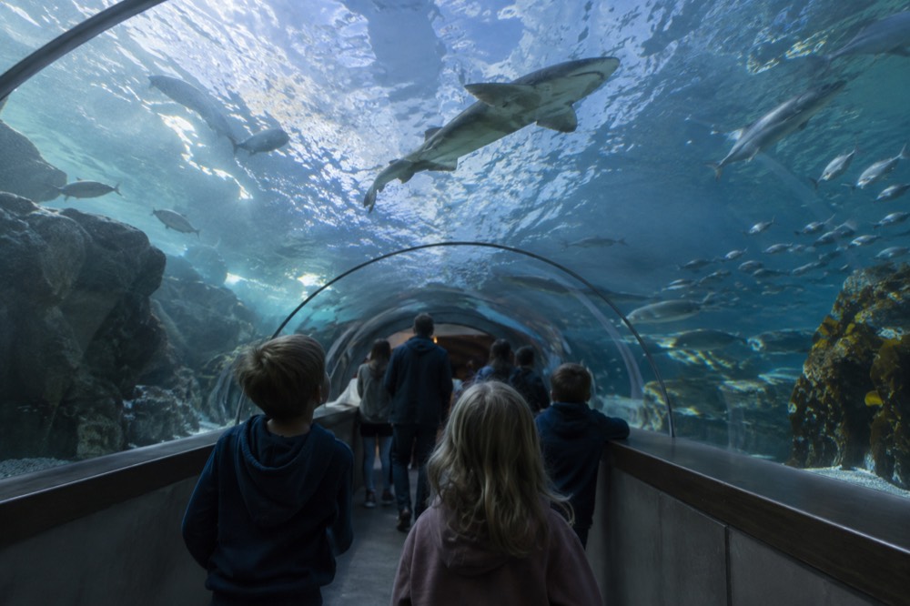 A large aquarium tunnel with children watching fish swim overhead in a science centre