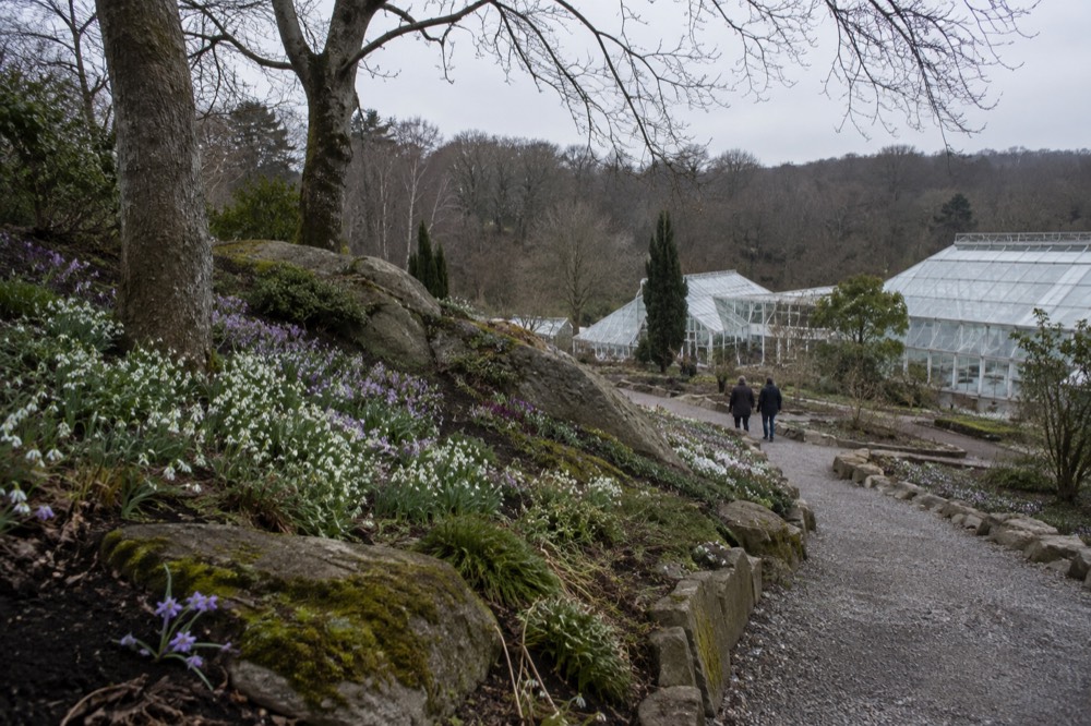 Spring bulbs flowering in drifts under bare trees in a Swedish botanical garden