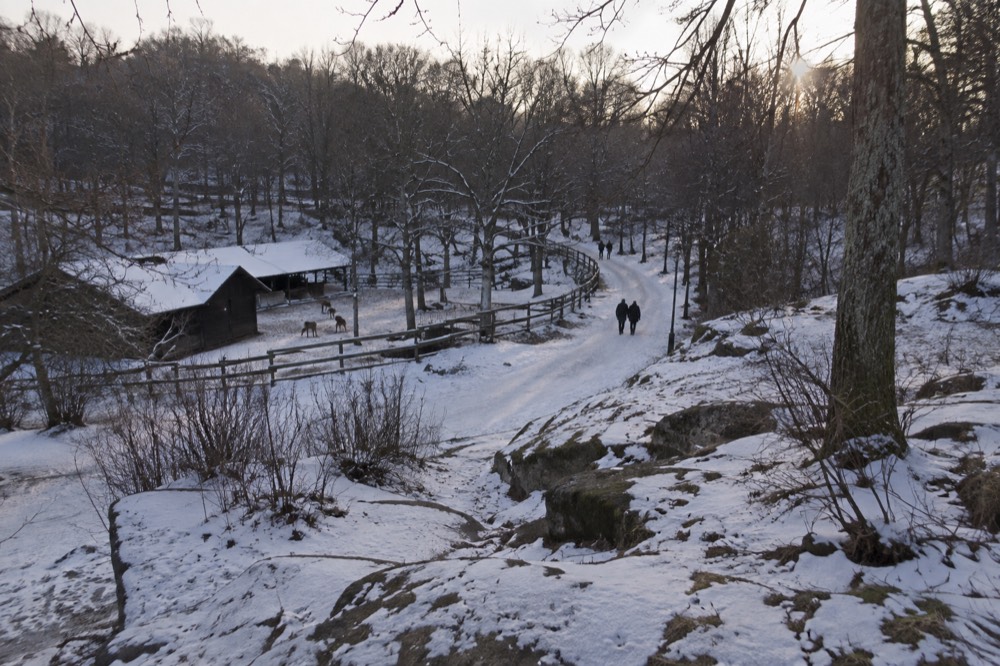 A snowy park landscape with bare trees and a walking path in low winter light