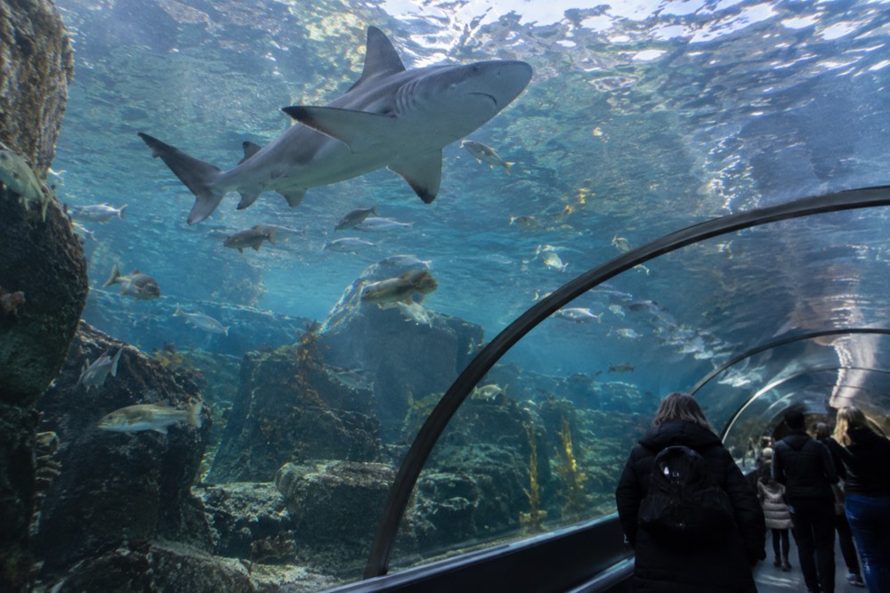 A shark and fish swimming over visitors walking through a glass tunnel