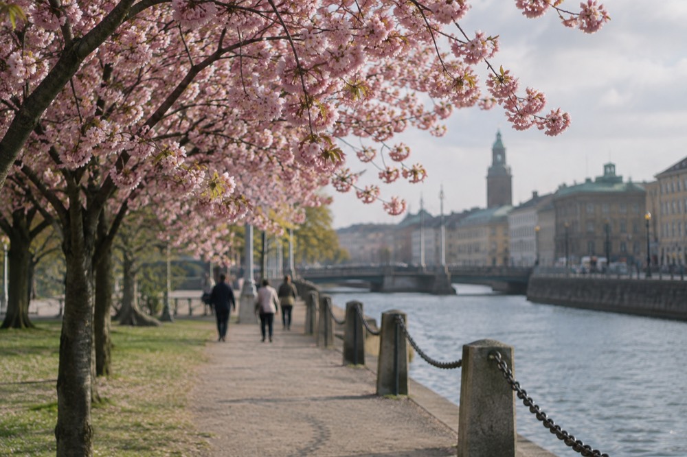 Cherry blossom trees in bloom along a stone path in a Gothenburg park